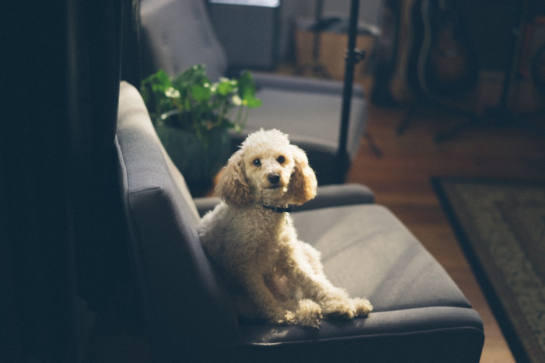 Photo Poodle, shedding