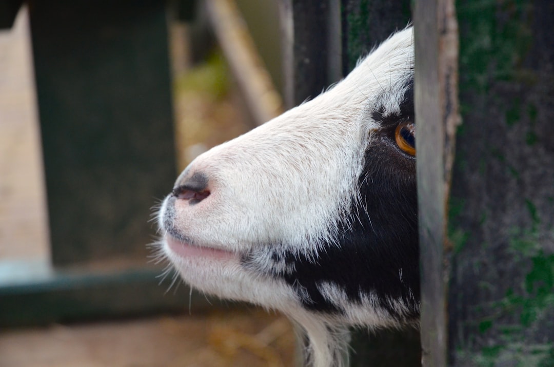 Photo Goats, Fence